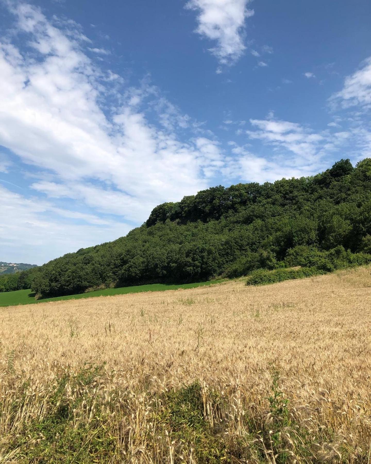 Agriturismo L'Esinante Cupramontana Exteriör bild